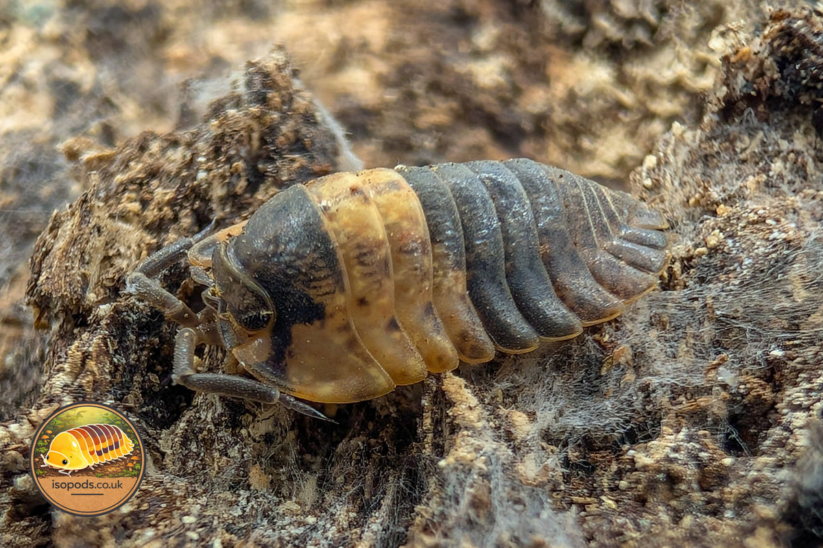 Adinda Grizzly Bear Isopod