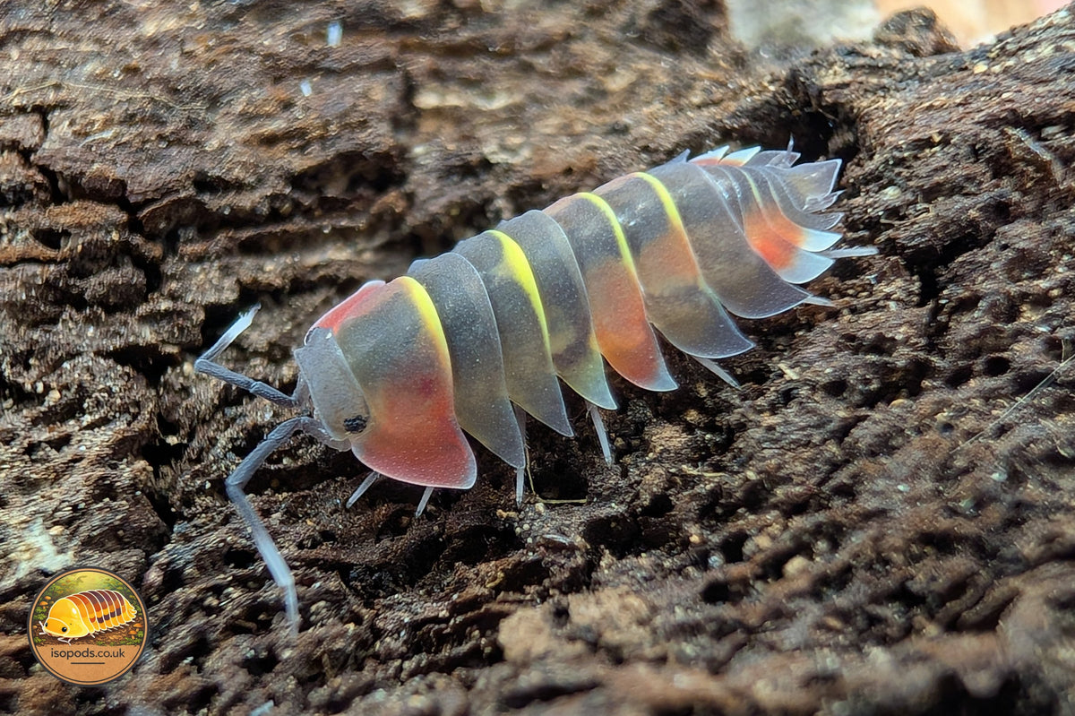 Picture of Ardentiella Aurora
