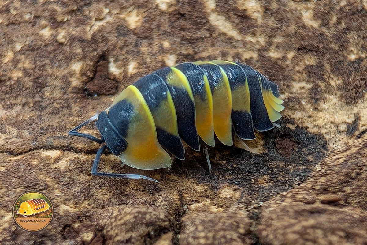 Picture of Ardentiella Phoenix
