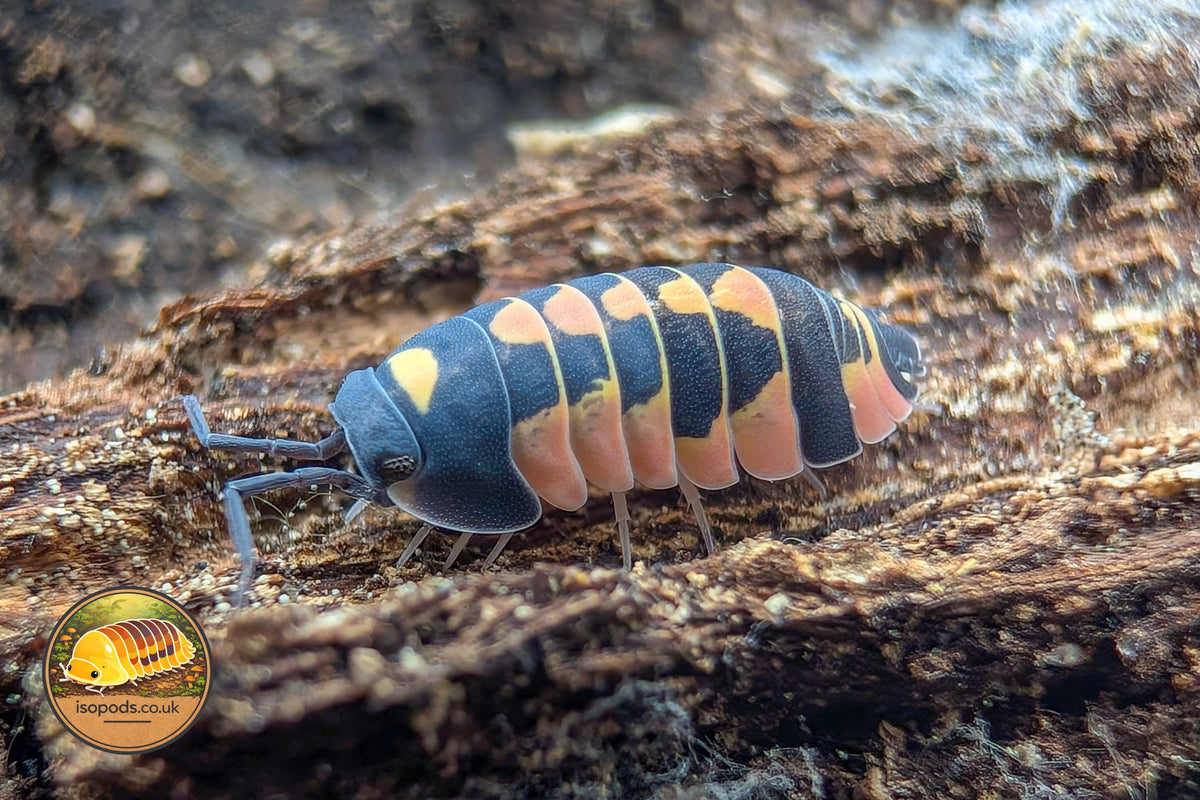 Ardentiella Pink Hornet Isopod