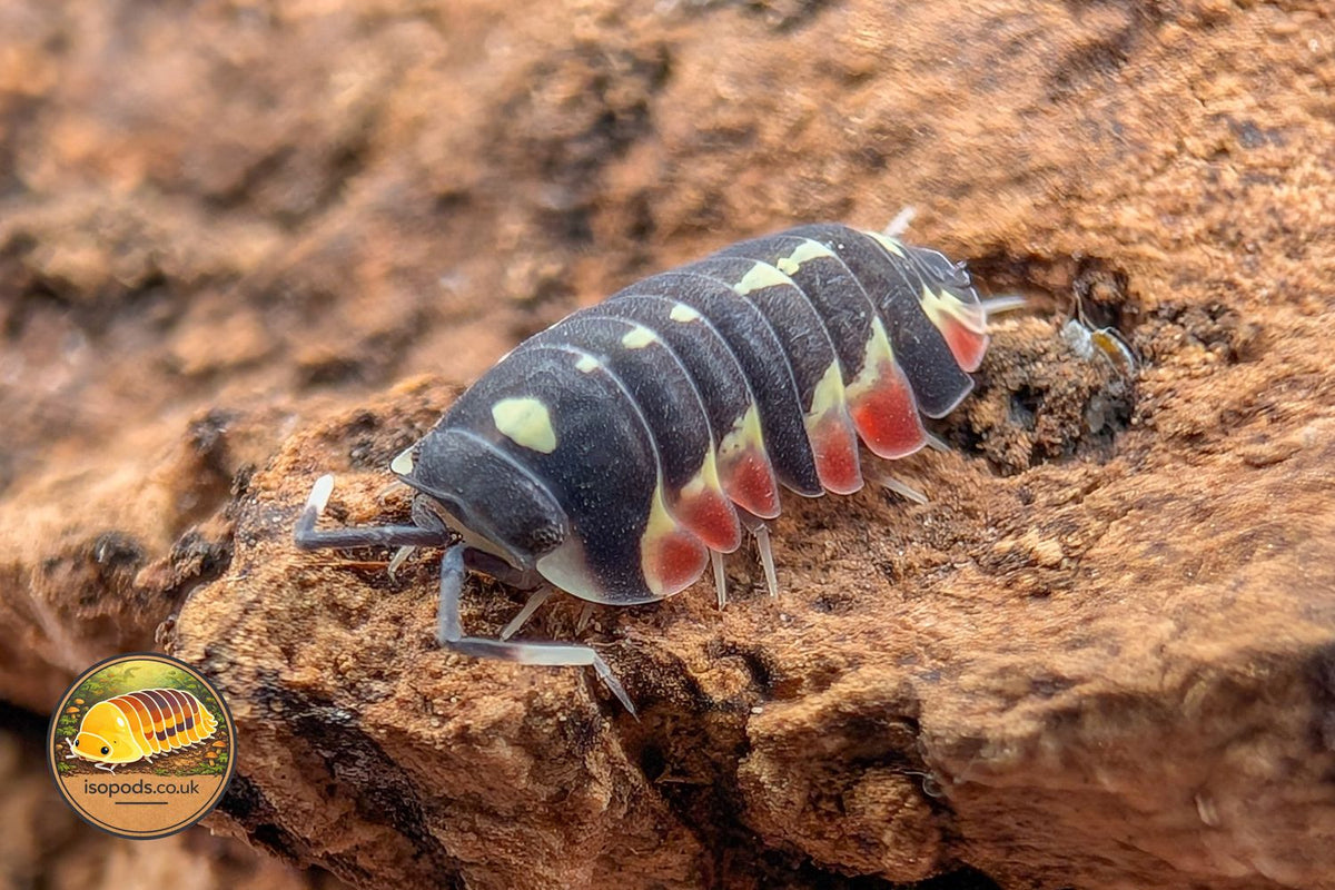 Ardentiella Red Diablo Isopod