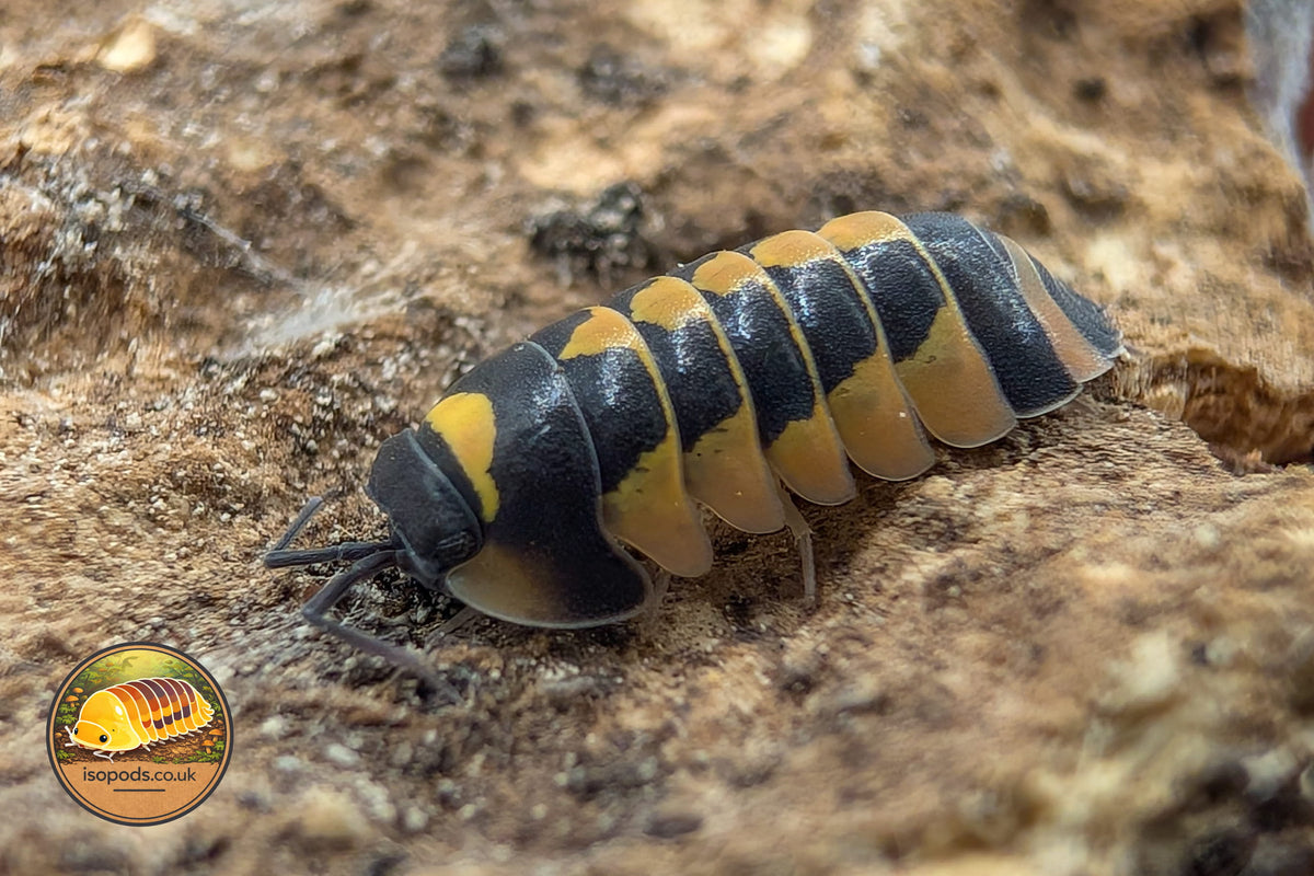 Ardentiella Yellow Hornet Isopod