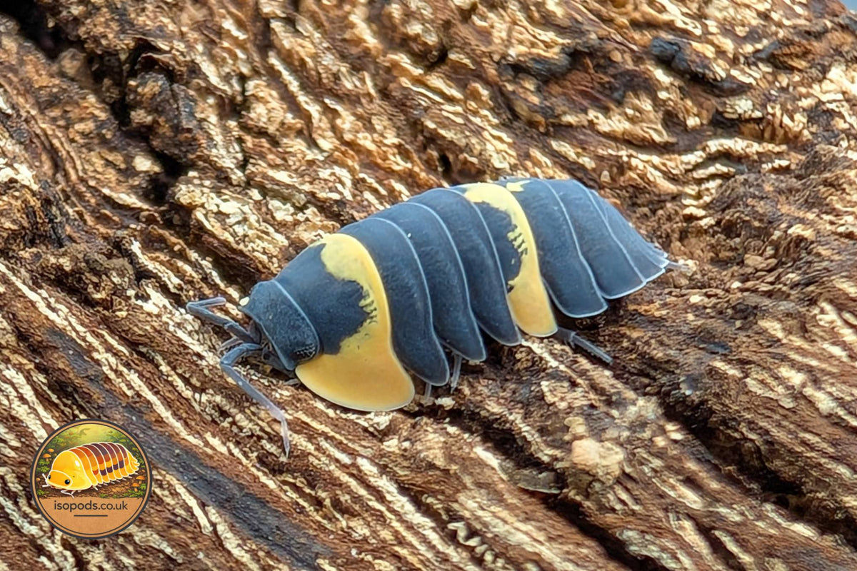 Picture of Ardentiella Yellow Panda Batman
