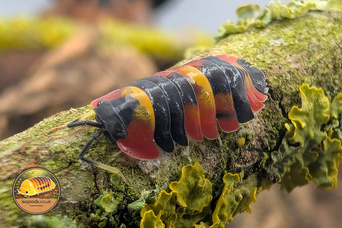 Picture of Ardentielle Blister
