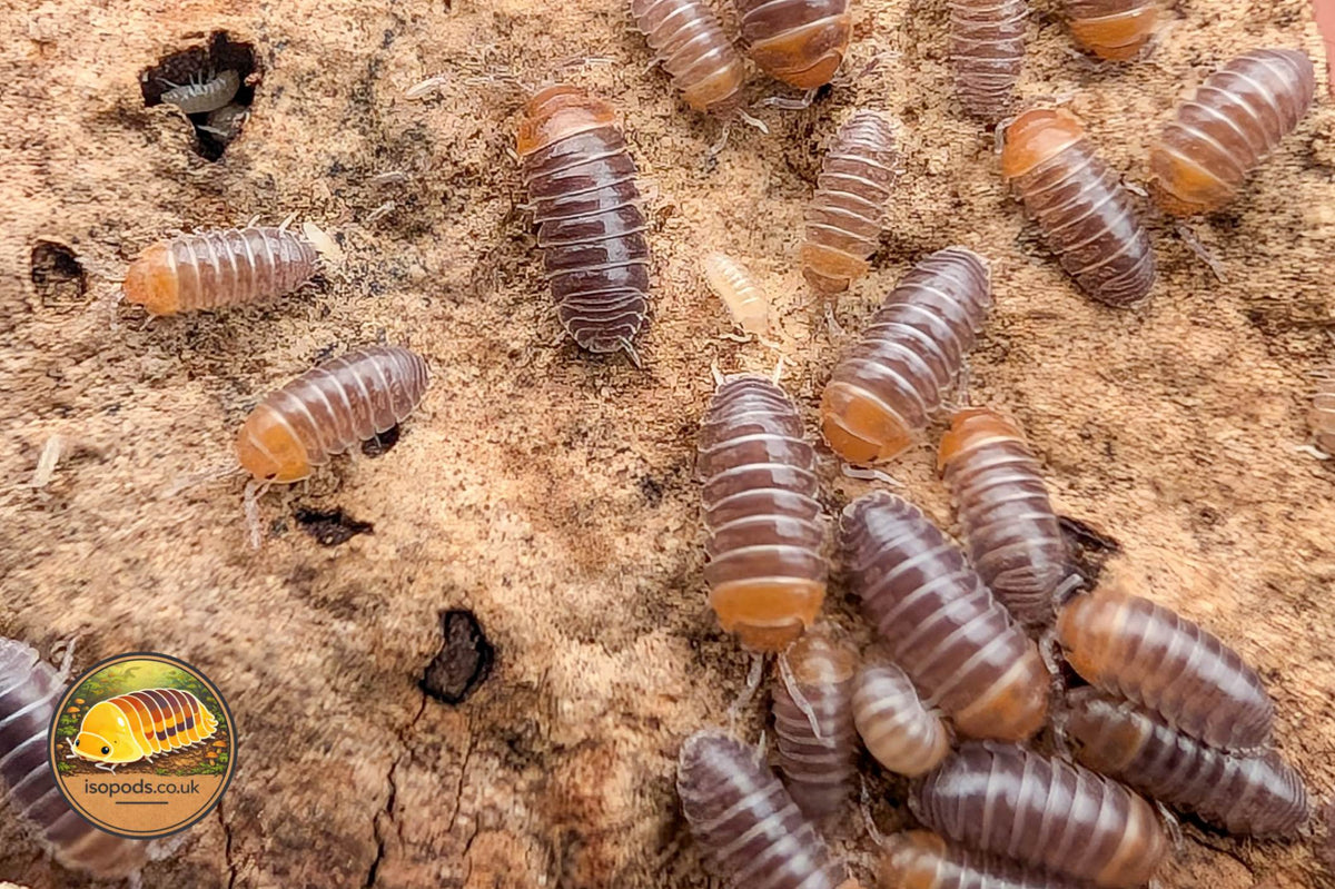 Armadillidium flavoscutum Red Head Isopod