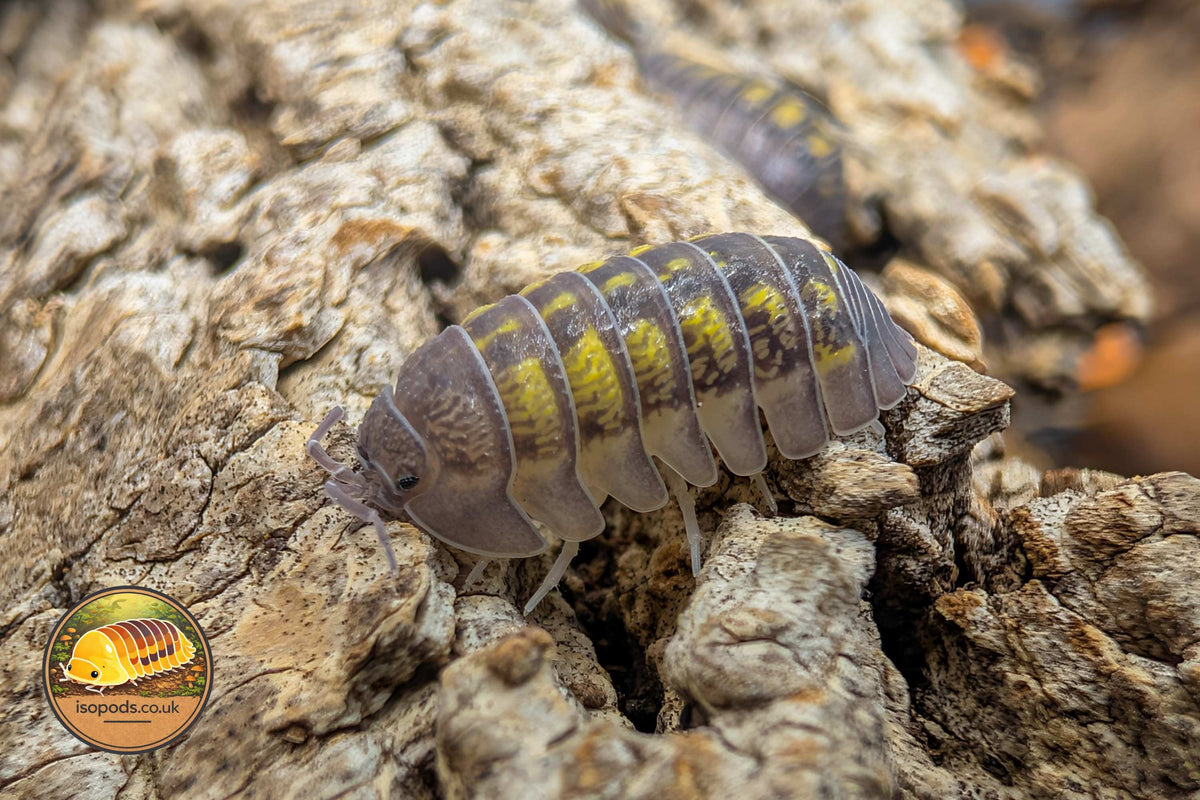 Armadillidium granulatum Lemon Isopod