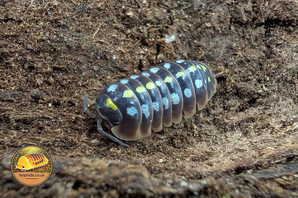 Armadillidium Klugii "Pudding" Isopod