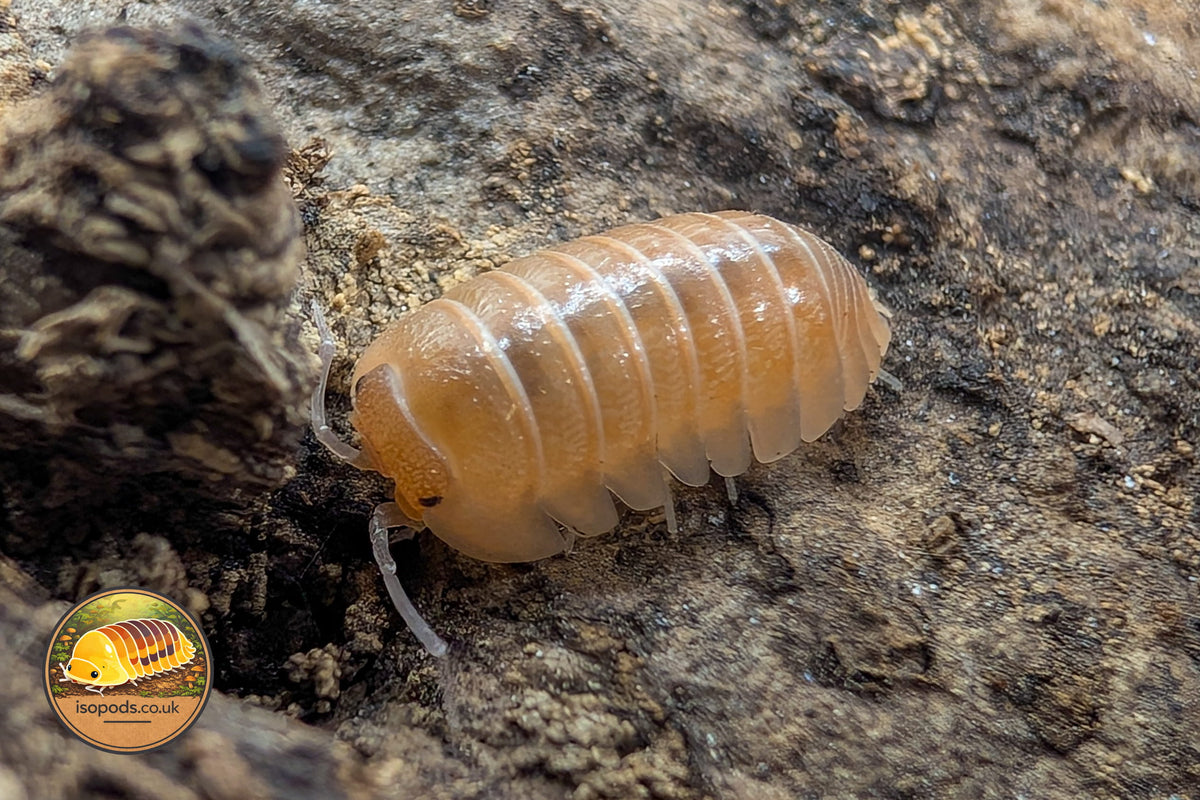 Armadillidium Lefkada Isopod