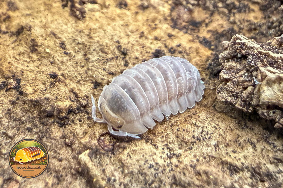 Armadillidium nahumi Isopod