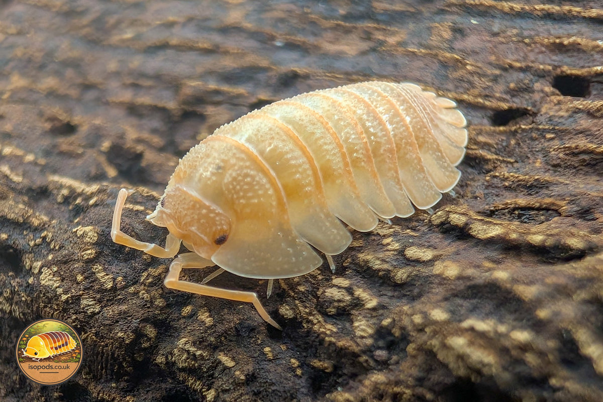 Picture of Armadillidium Pallasii Orange