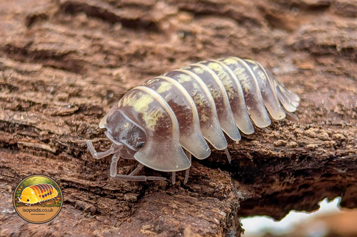 Armadillidium ruffoi Isopod