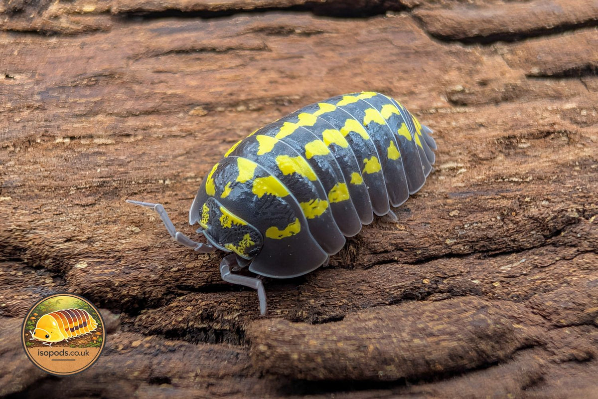 Armadillidium Gestroi Isopod Close Up Showing Glossy Black Body with Bright Yellow Spots on Bark