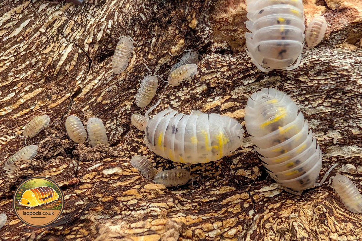 Armadillidium Granulatum Magic Potion Isopods Group