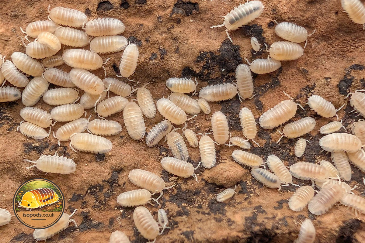 Armadillidium Granulatum White Pearl Isopods Group