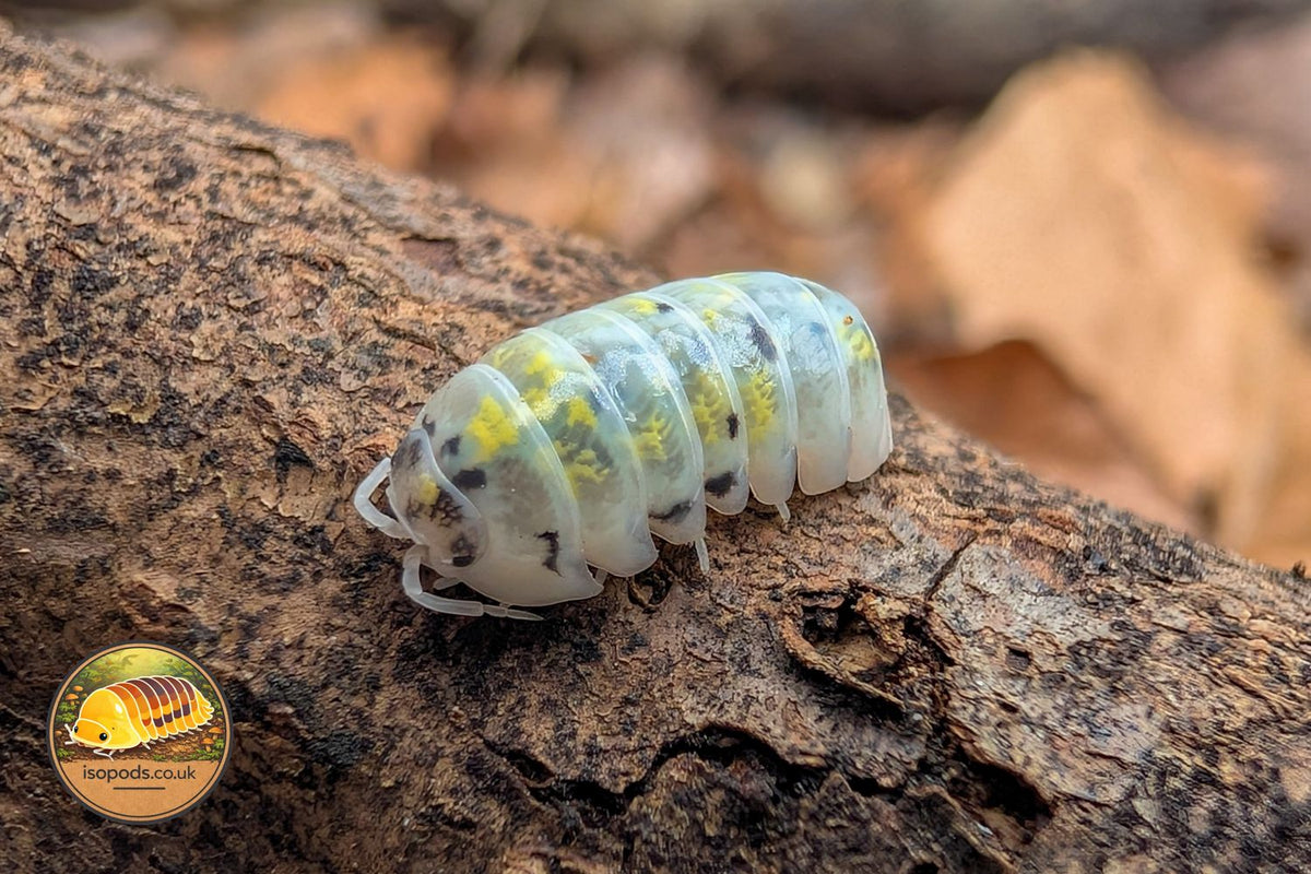 Armadillidium Vulgare Magic Potion Isopod Close Up Showing Pale Body with Yellow and Black Speckled Pattern on Bark