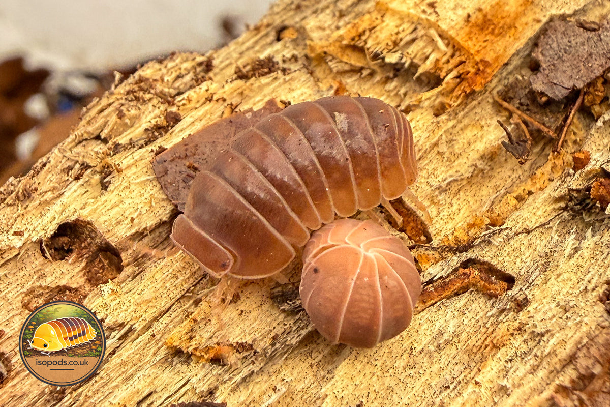 Armadillo officinalis "Orange Crush" Isopod