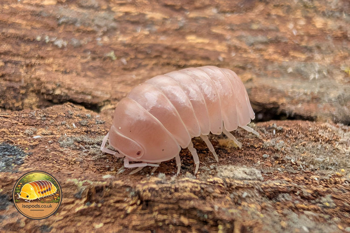 Armadillo Officinalis Pink Isopod Close Up Showing Soft Pink Colouring on Bark