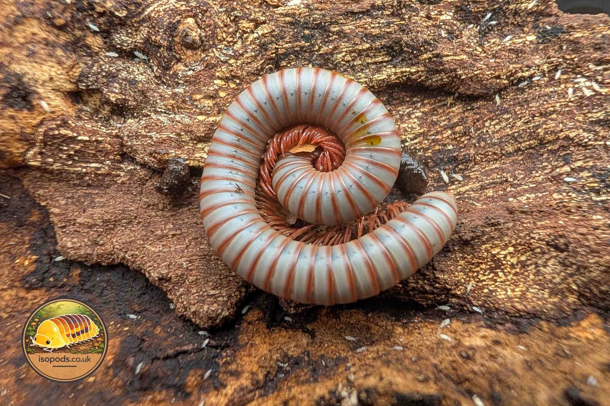 Thai Rainbow Millipede (Atopochetus spinimargo)