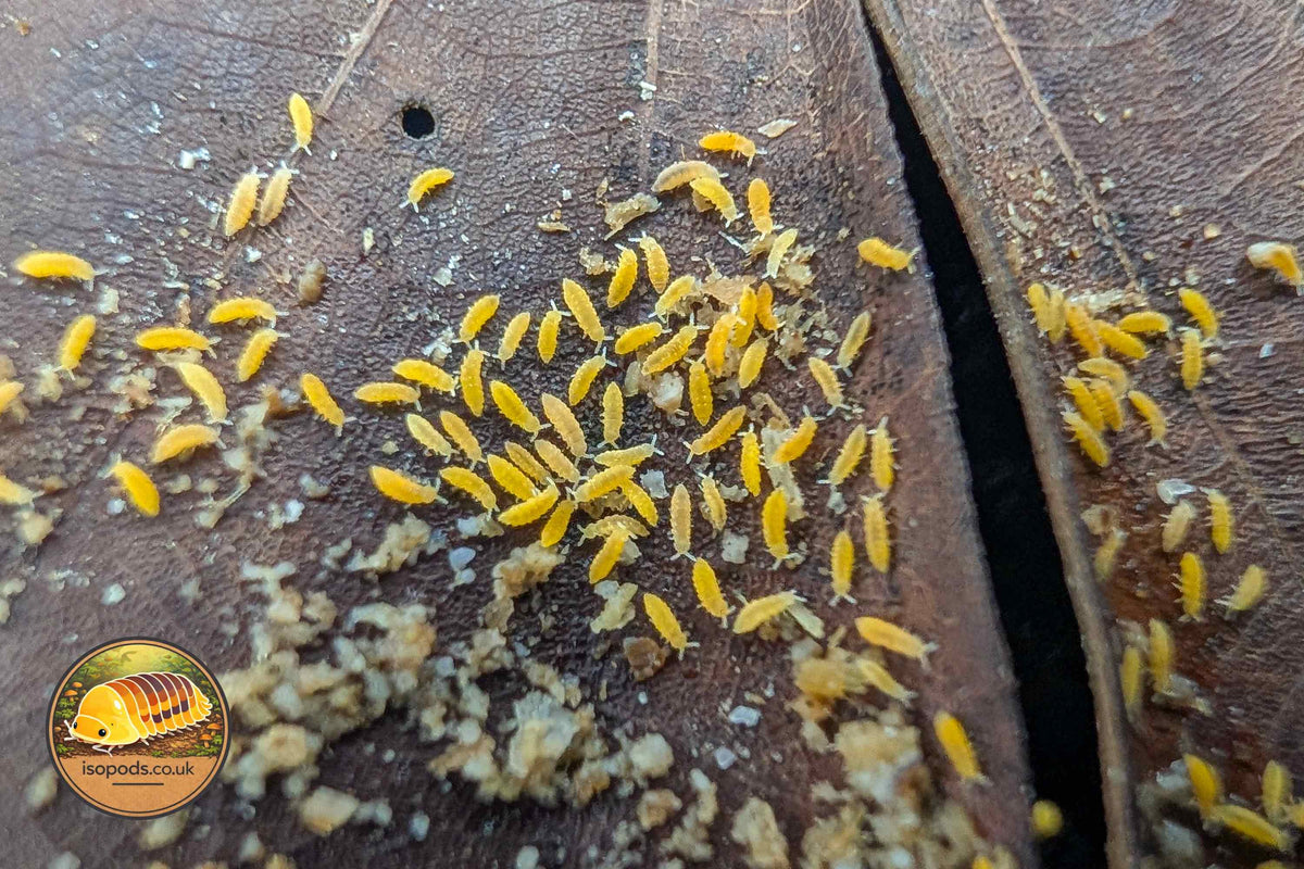 Ceratophysella isabellae Yellow Albino springtails
