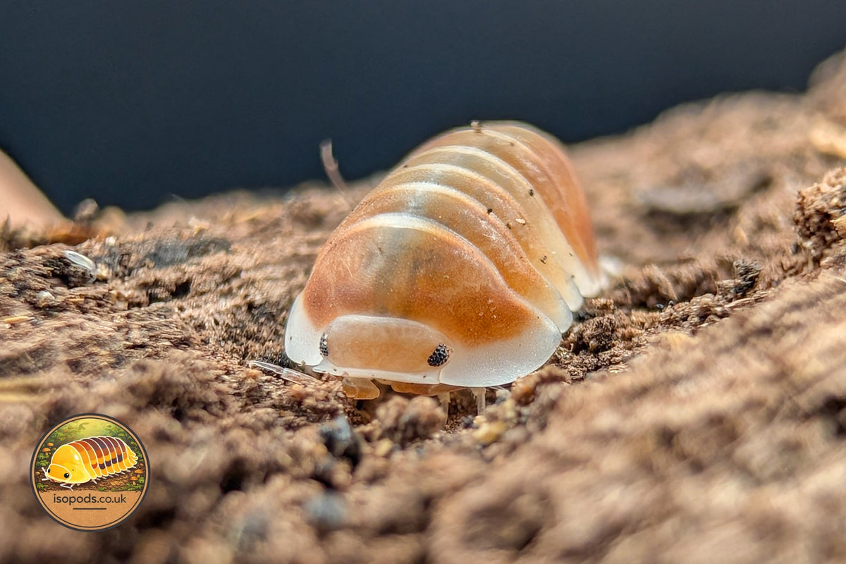 Cubaris Cappuccino Orange Isopods