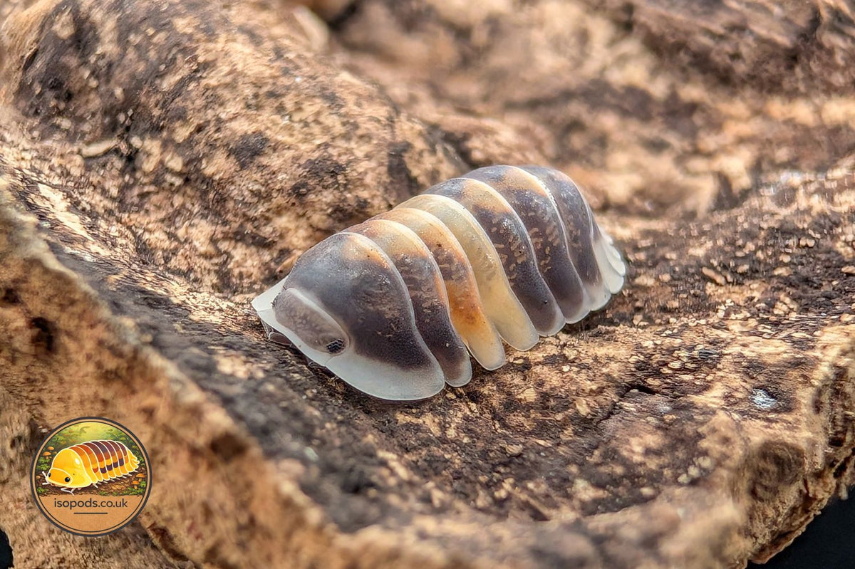 Cubaris Cappuccino Isopods for Sale UK