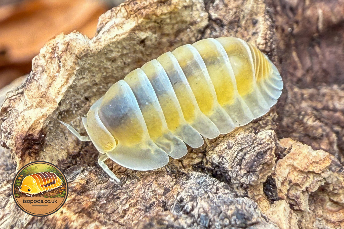 Picture of Cubaris Frosty Jupiter