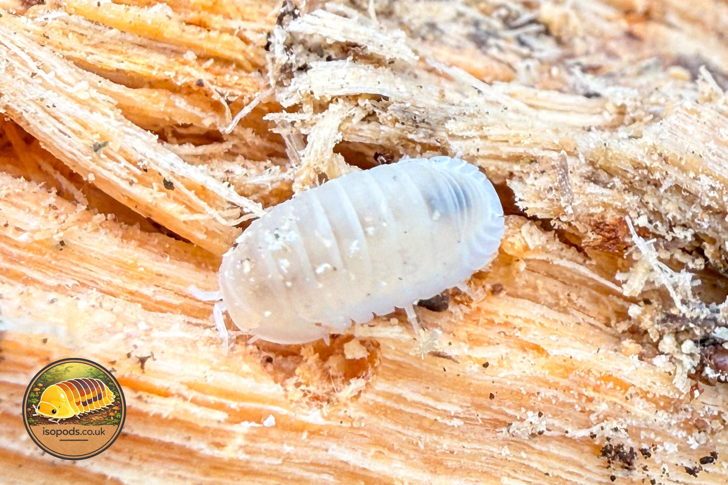 Cubaris "Murina Glacier" Isopods