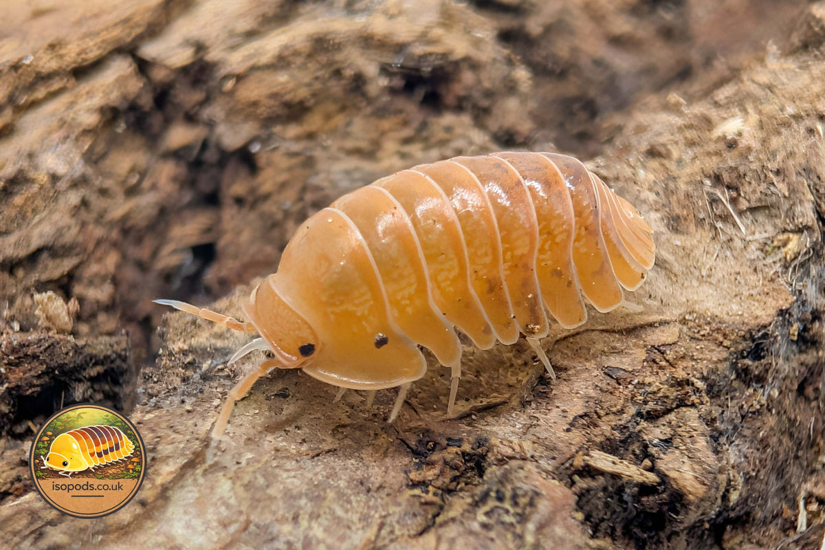Cubaris Golden Rutilated Isopod