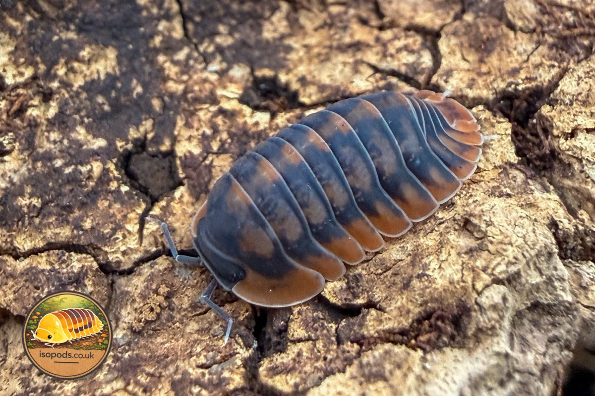 Cubaris Oak Tiger Isopod