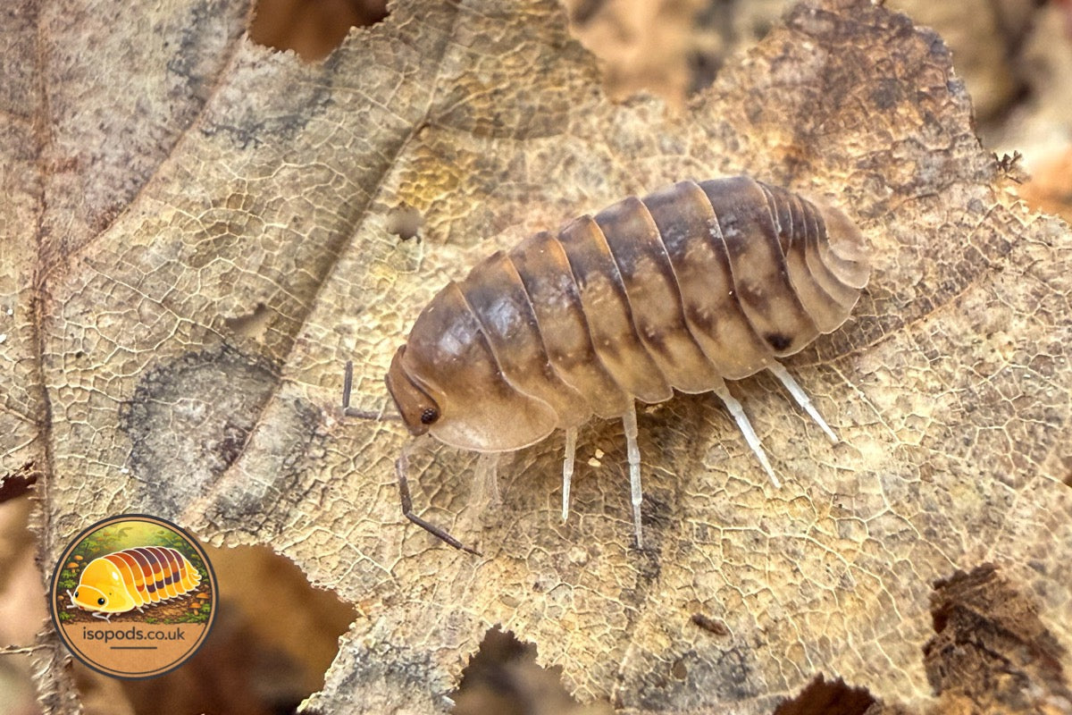 Cubaris Panara Tiger Isopod