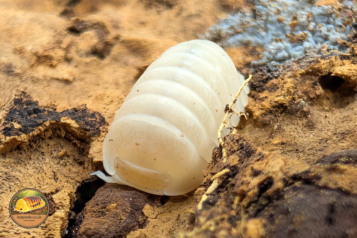 Picture of Cubaris Penguin Albino