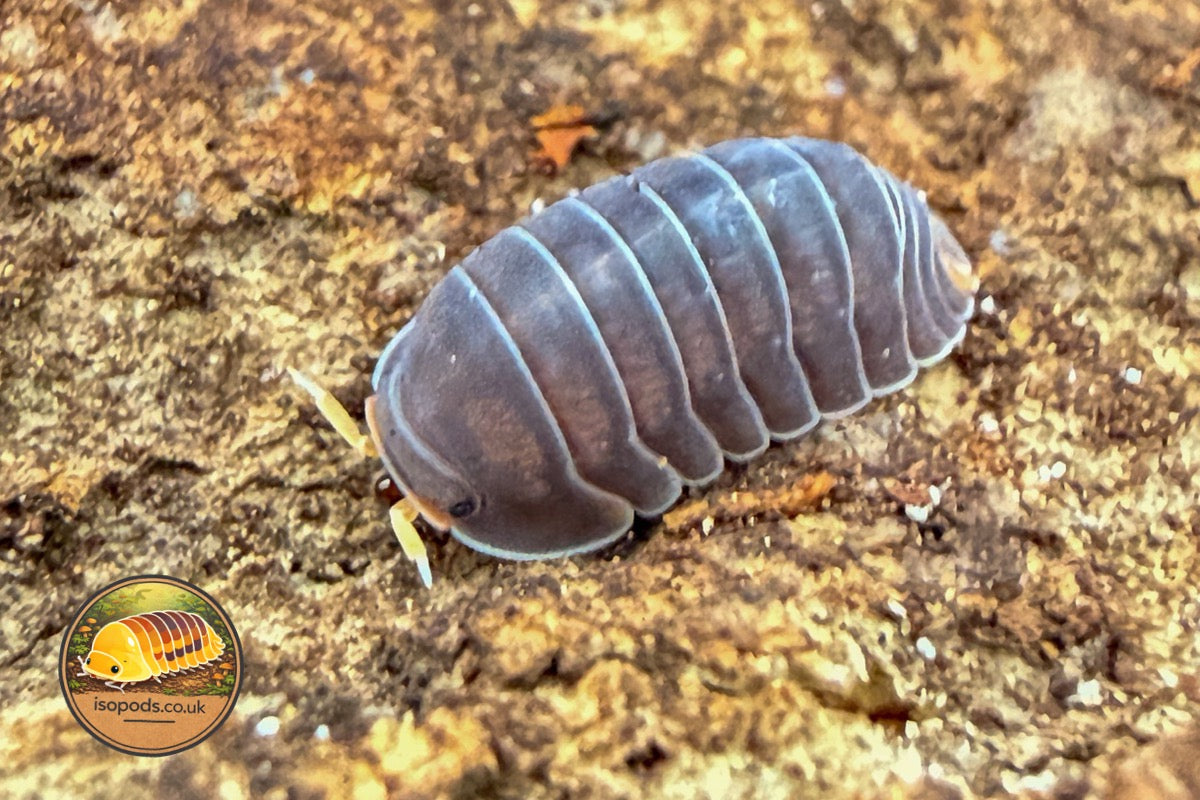 Cubaris Piggy Isopod