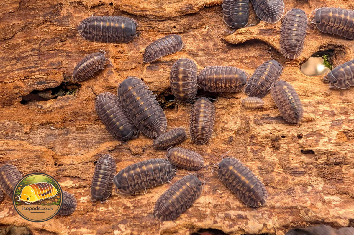 Cubaris Plantin Tung Sung Isopod