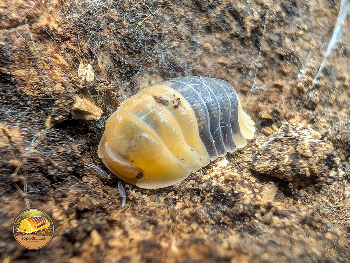 Picture of Cubaris Rubberbee