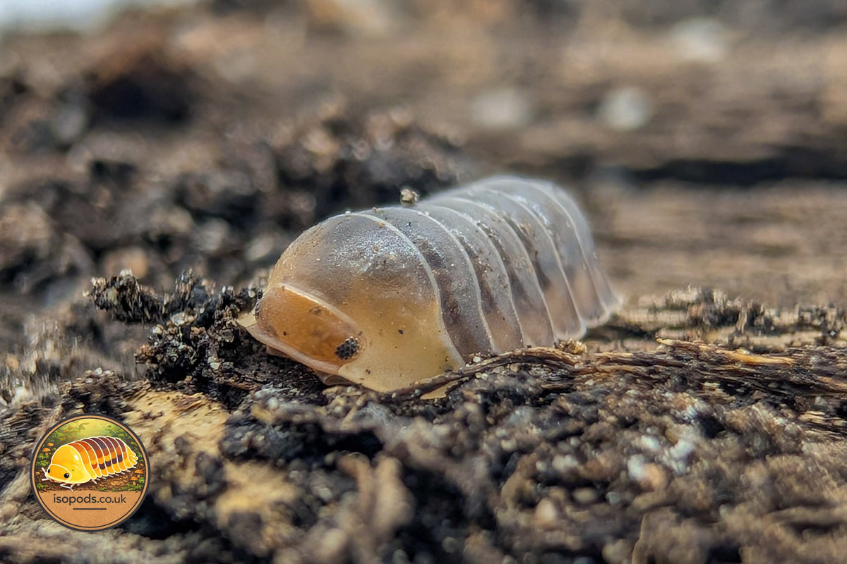 Cubaris Sagolo Isopod