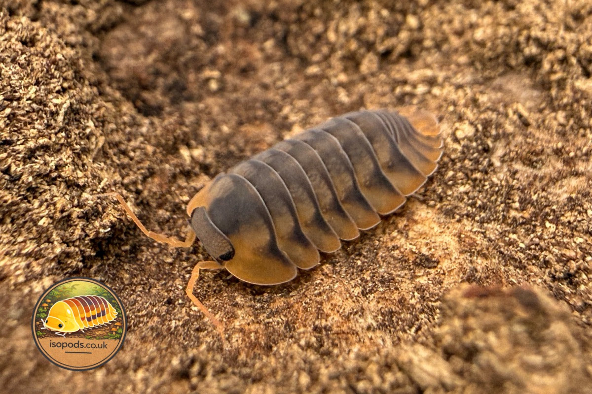 Cubaris Scarlet Tiger Isopod