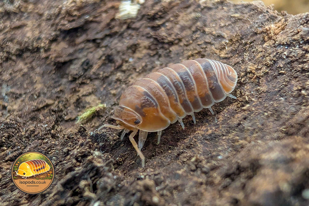 Cubaris murina "Anemone" Isopod