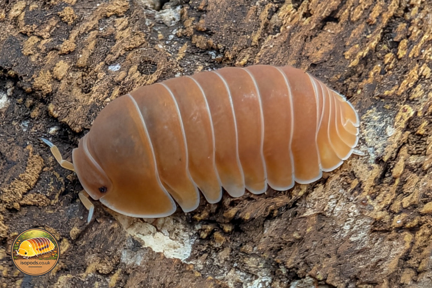 Cubaris "Citrus Panda" Isopods