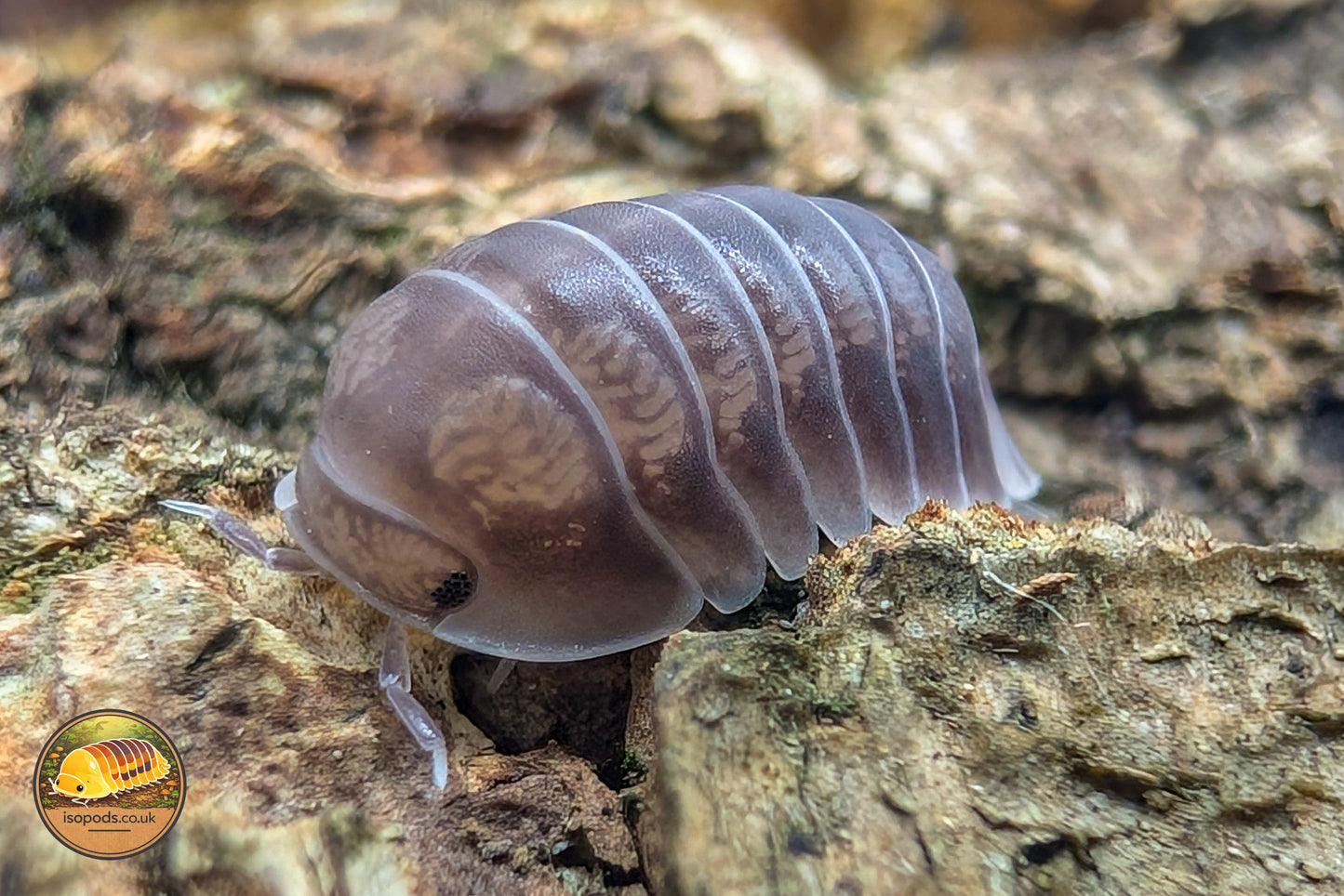 Cubaris "Panda King (Solid Black)" Isopods