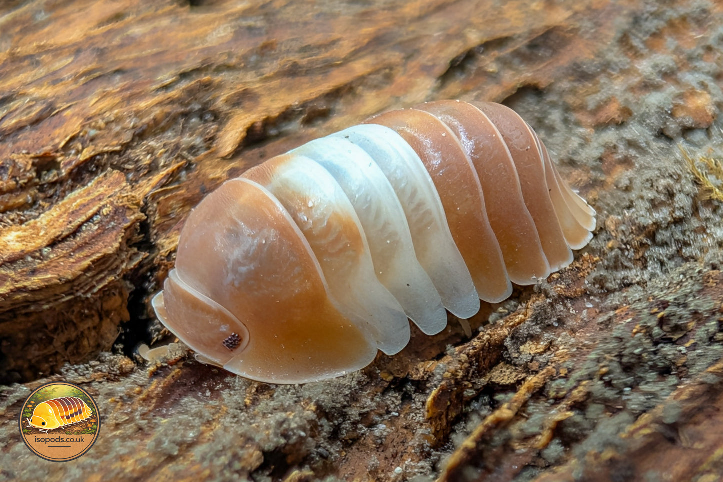 Cubaris "Red Panda" Isopods