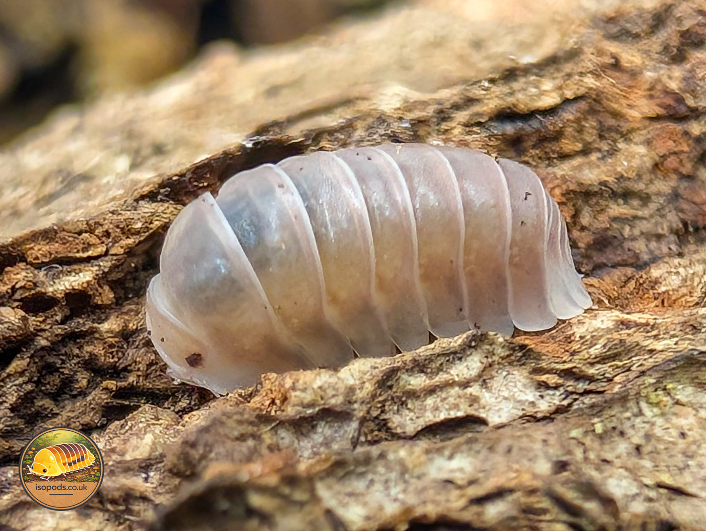 Cubaris "Rose Panda" Isopods