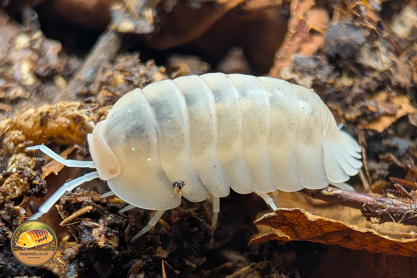 Cubaris "Snow Queen" Isopods