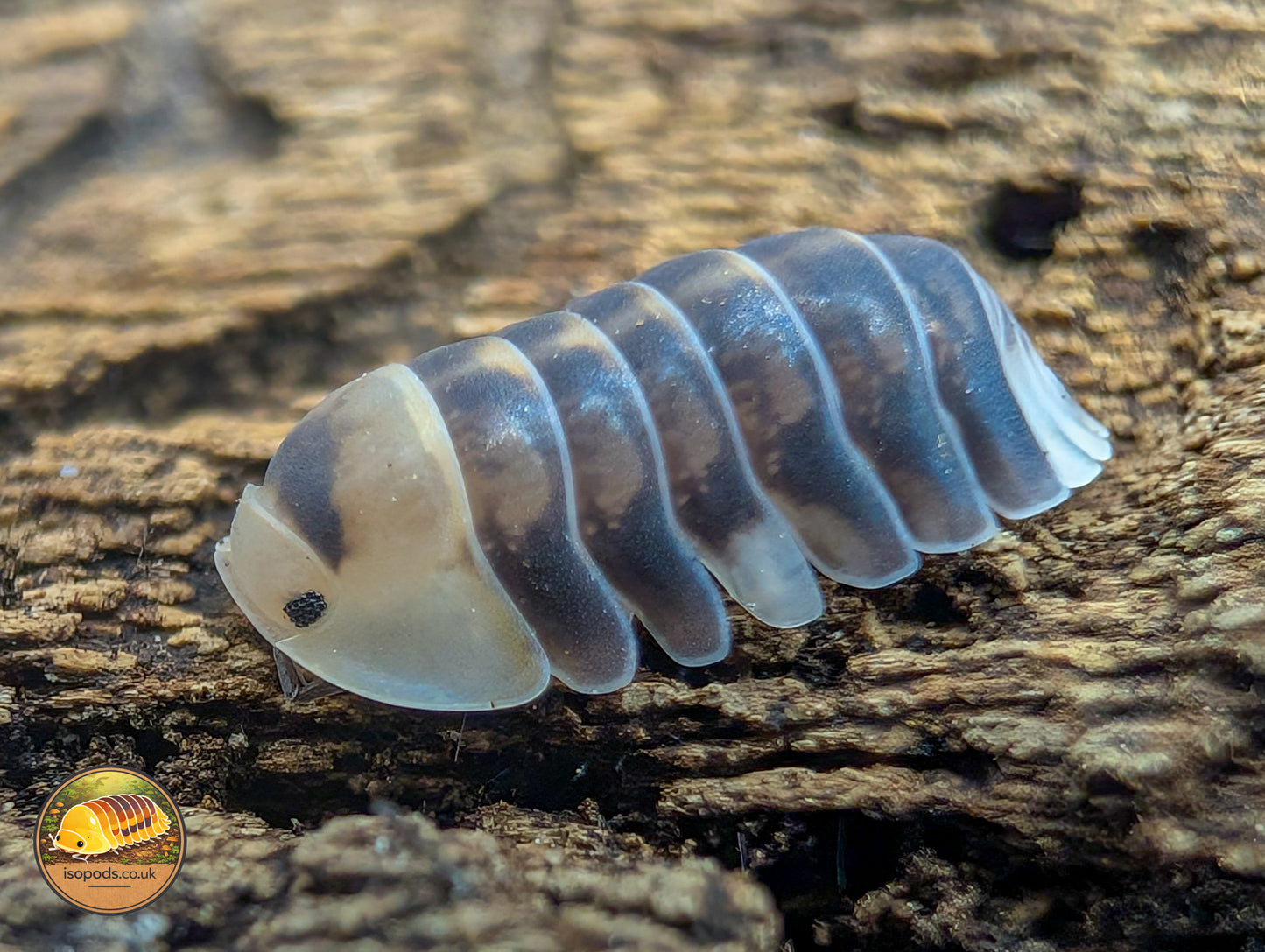 Cubaris "White Rubber Ducky" Isopods