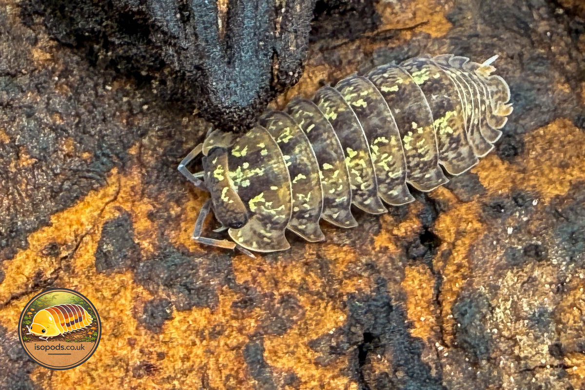 Dryadillo maculatus Zebra Isopod