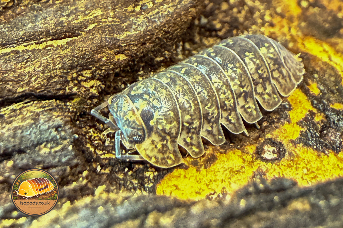 Dryadillo maculatus Isopod