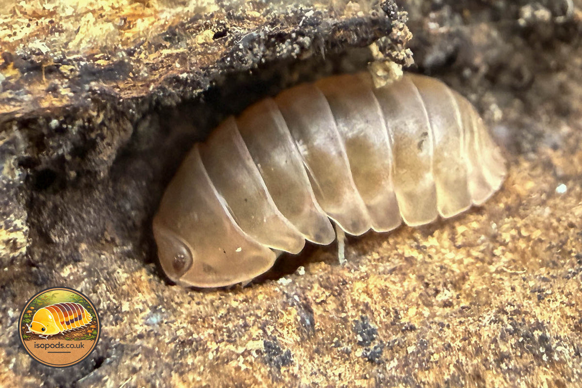 Filipinodillo Nakar Albino Isopod