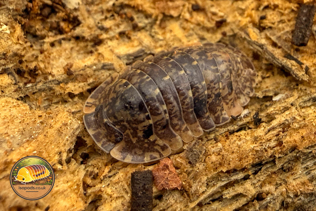 Filipinodillo R5 Giant Isopod