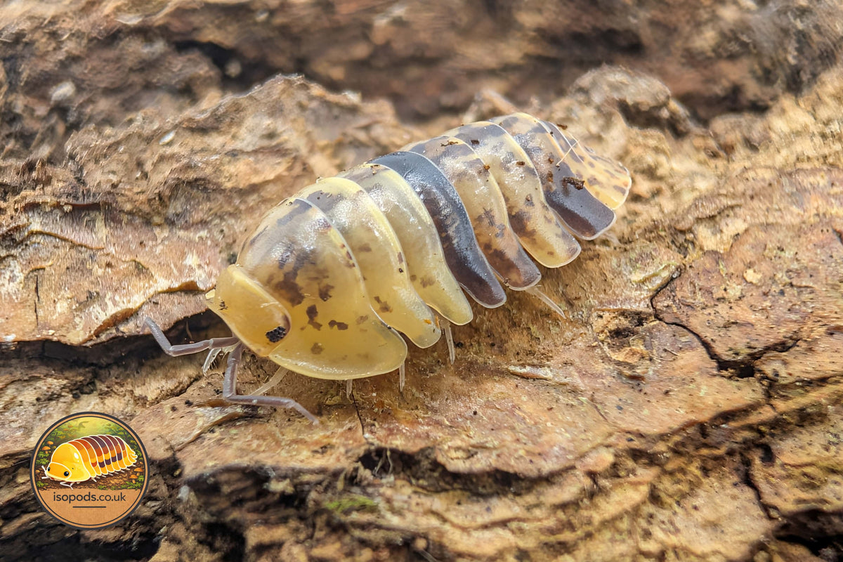 Filipinodillo Labo Yellow Isopod