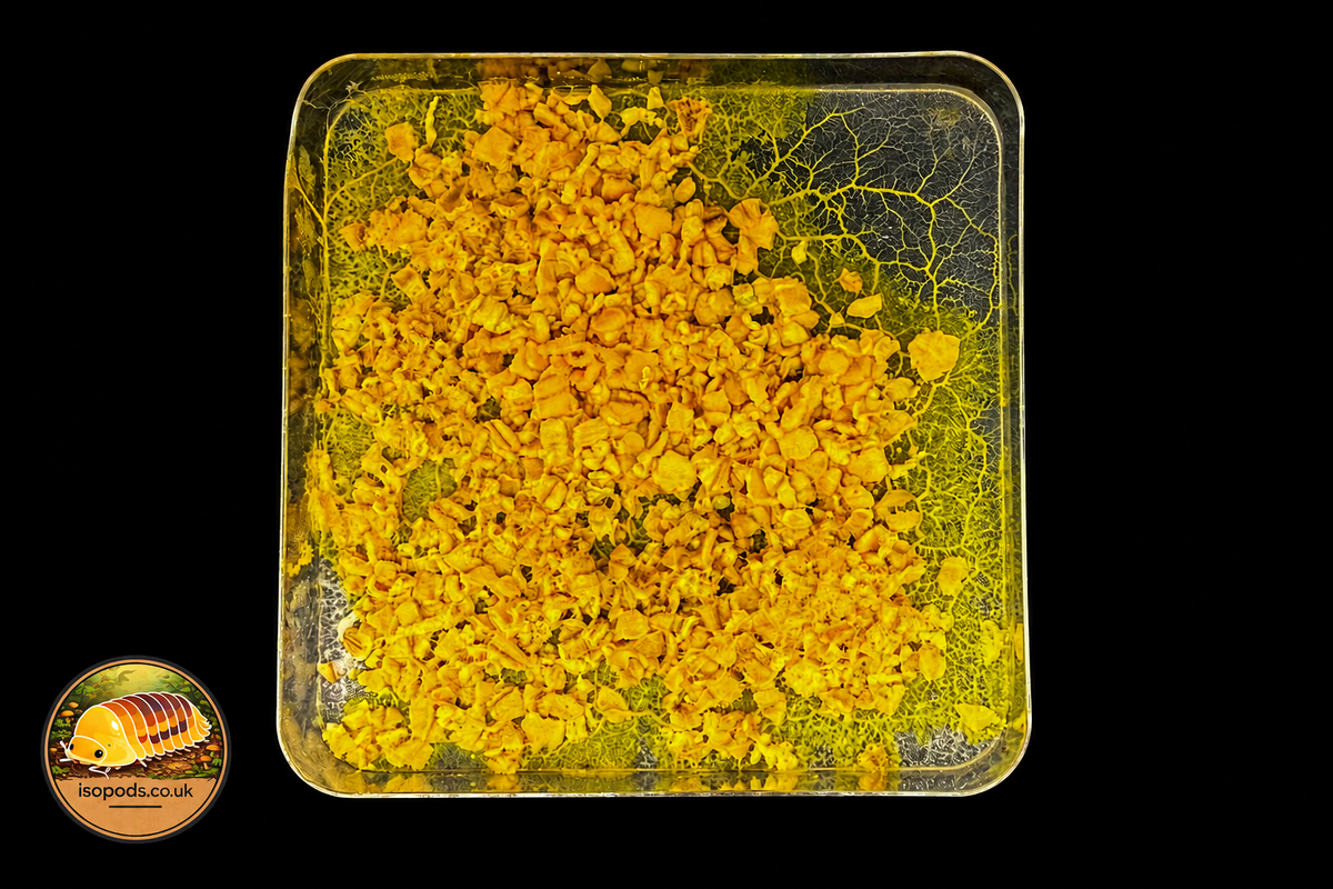 Daywalker Slime Mould Culture