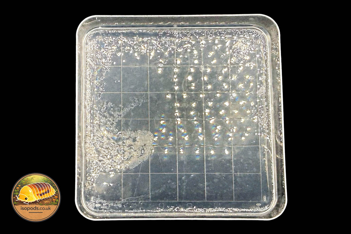 Slime Mould Agar Plates